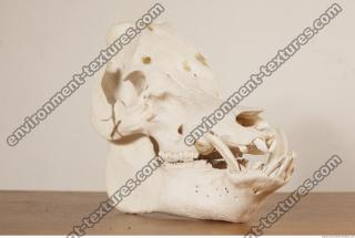 photo reference of skull 0006